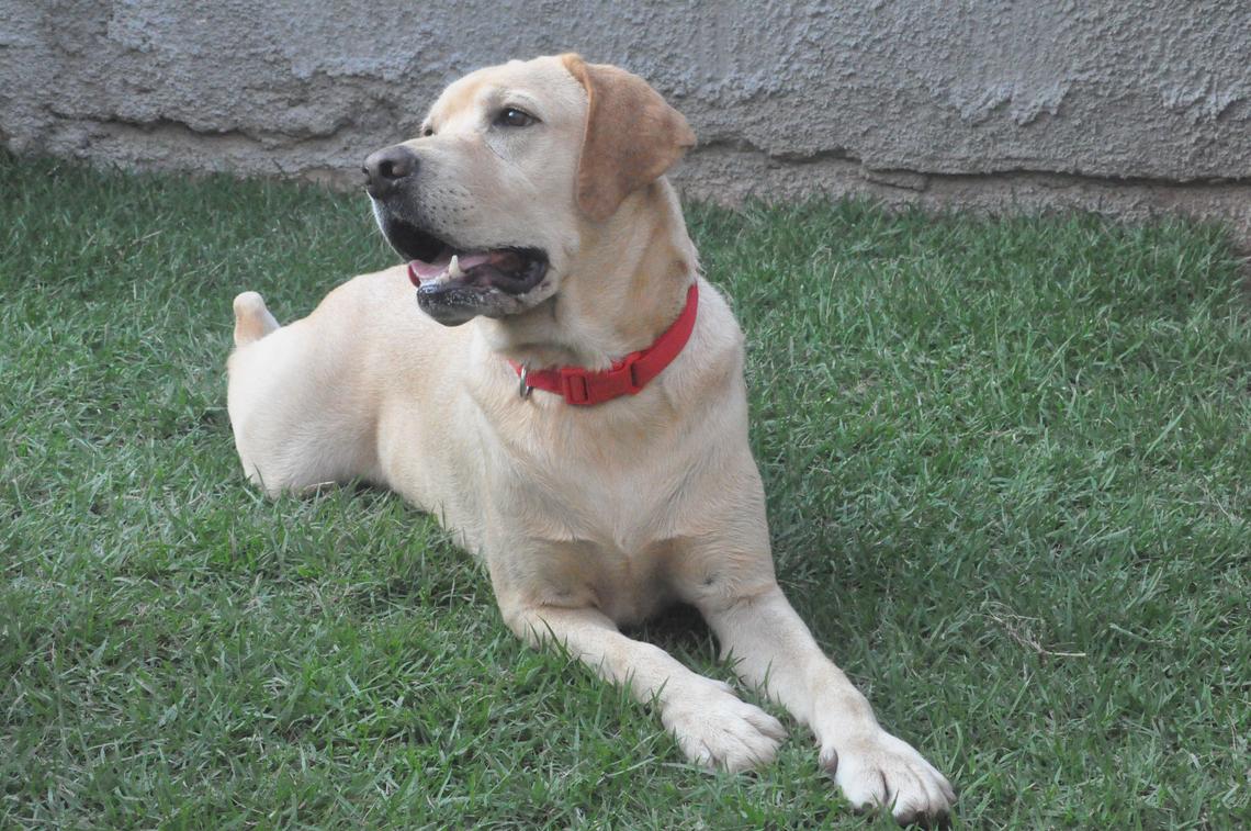 Darwin